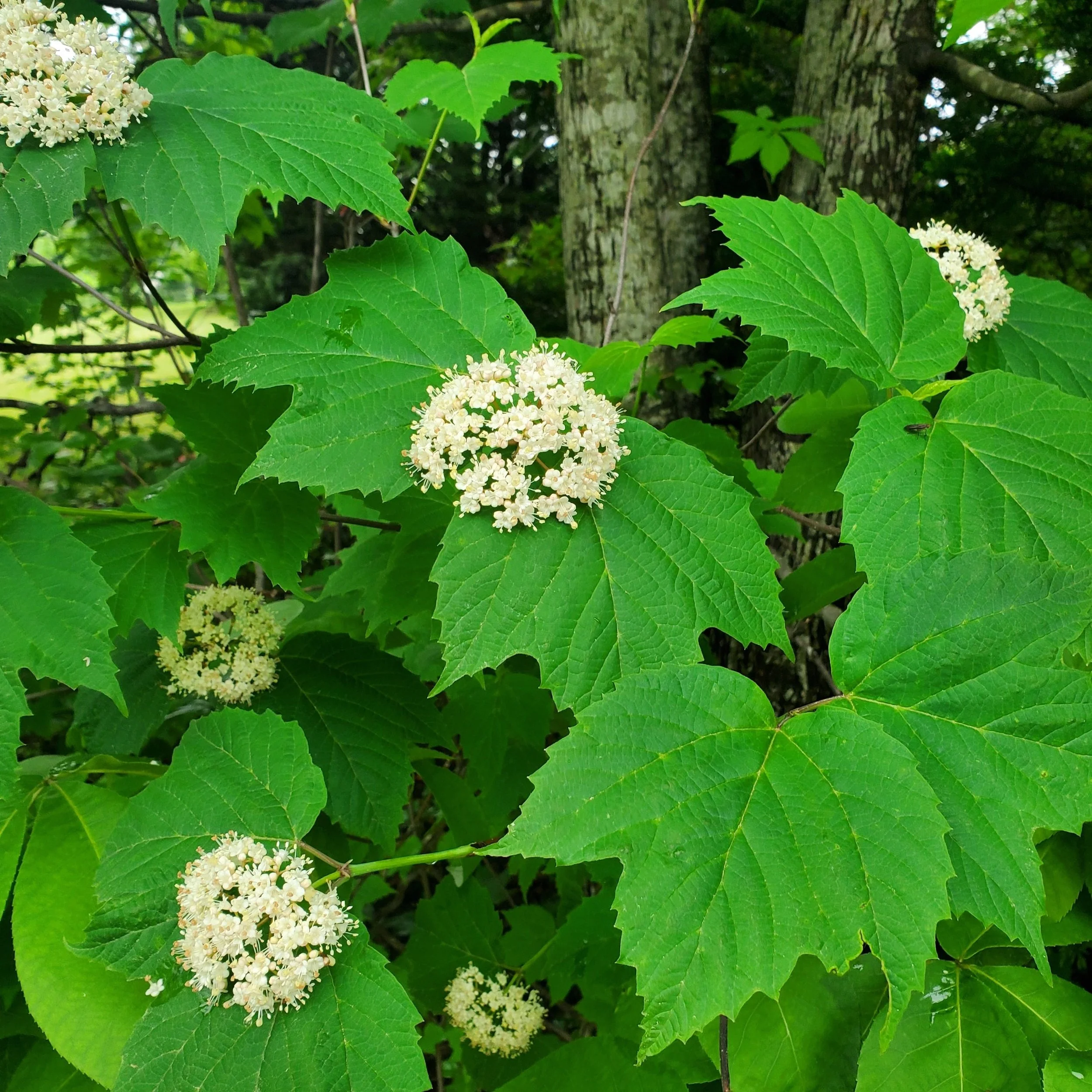 Rossiyada ayollar qanday sikishadi